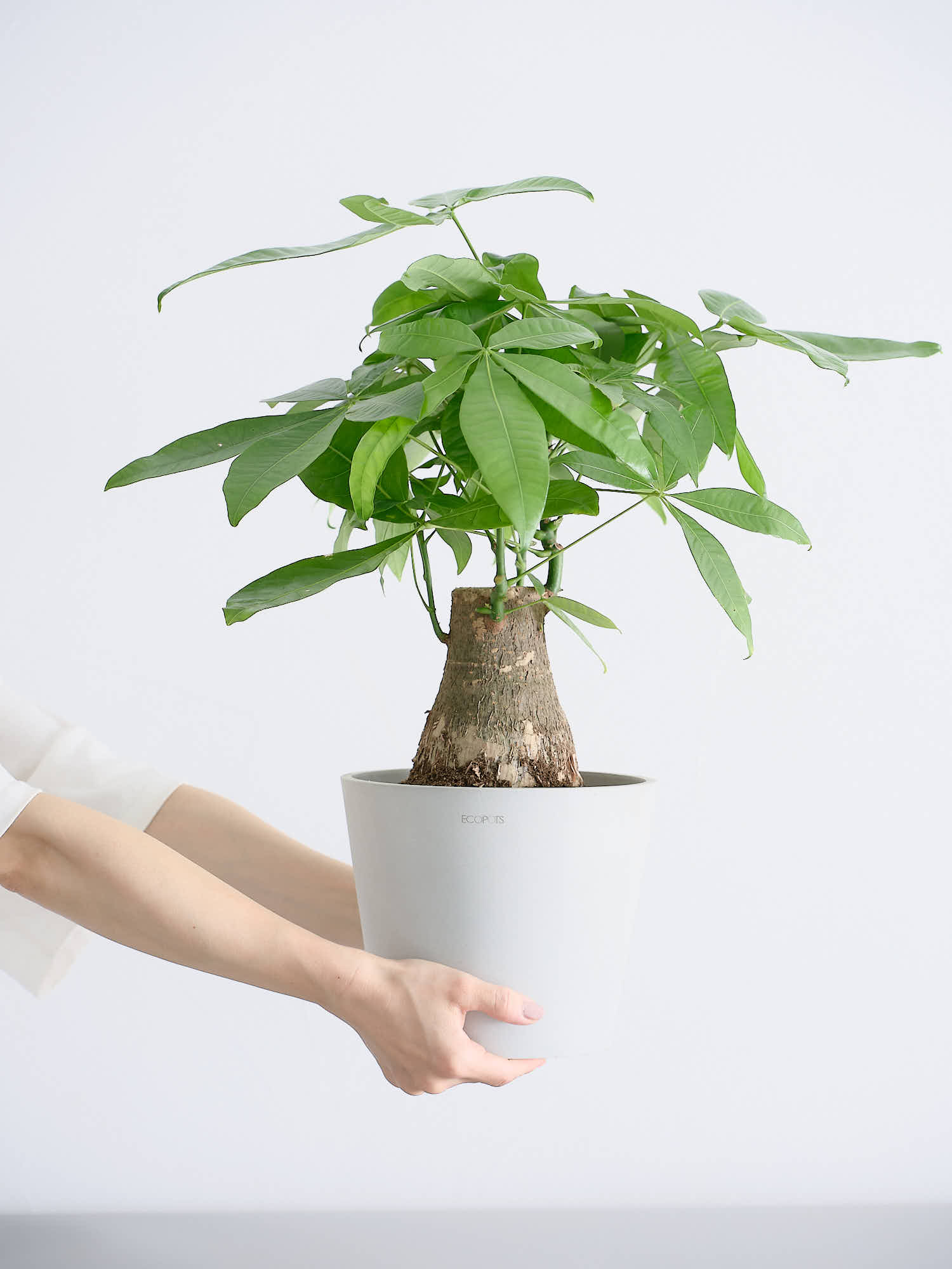 パキラ 極太 S | 観葉植物の通販 AND PLANTS (アンドプランツ)