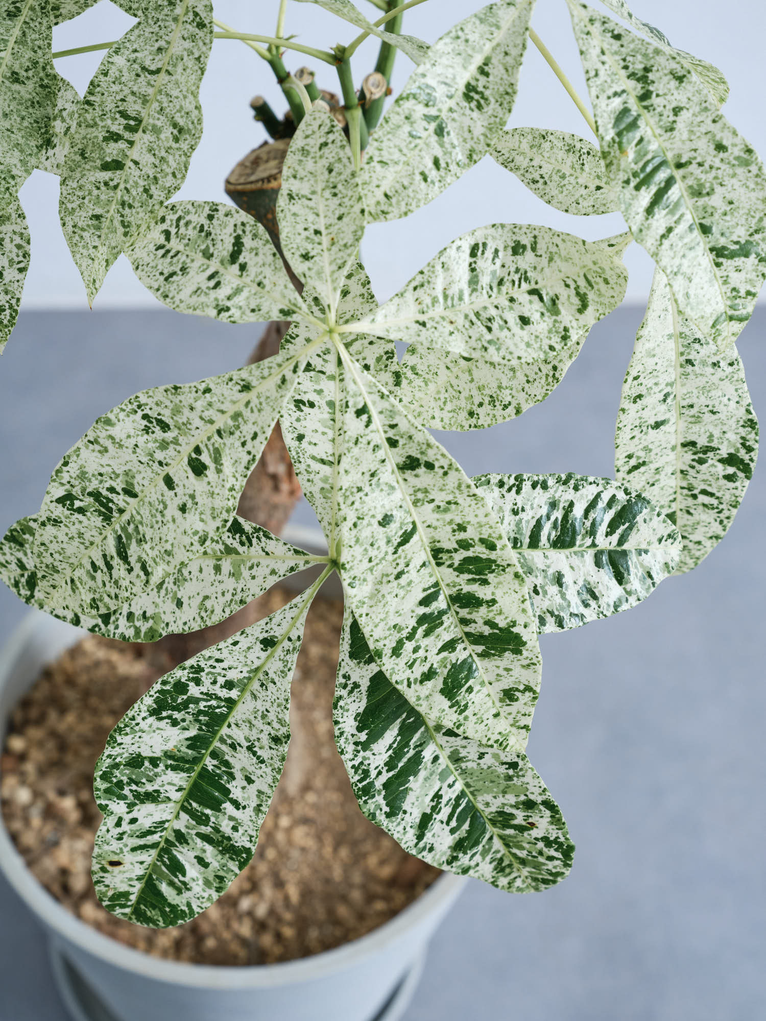 パキラ・ミルキーウェイ M | 観葉植物の通販 AND PLANTS (アンドプランツ)