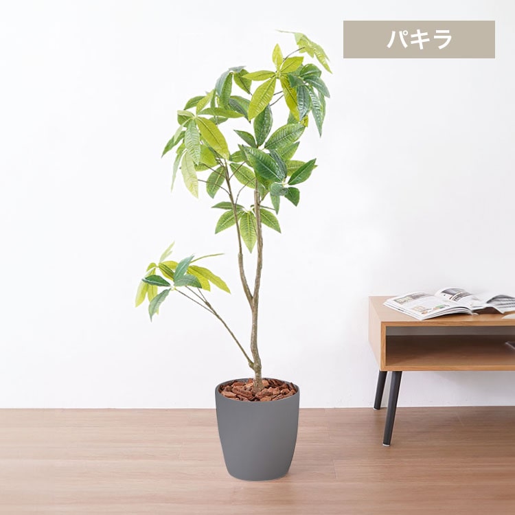 観葉植物 パキラ 23027 ホワイト【代引不可】【同梱不可】(ホワイト
