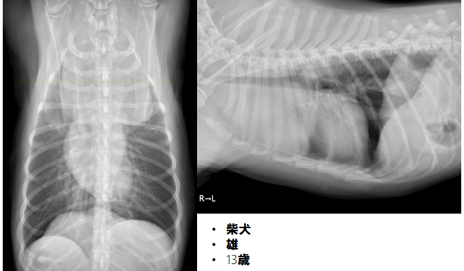理論から実践まで！X線画像読影指南 | 株式会社 医療情報研究所
