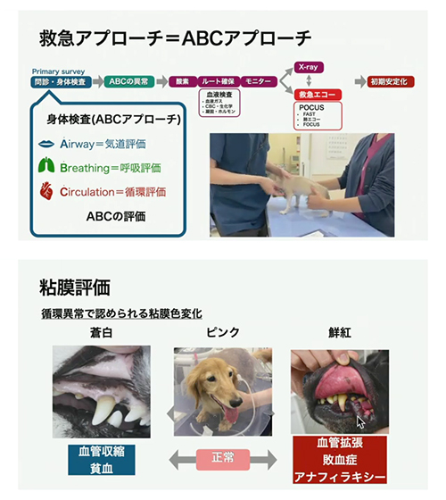 高精度ショック診断救急エコー「FAST」導入法 | 株式会社 医療情報研究所