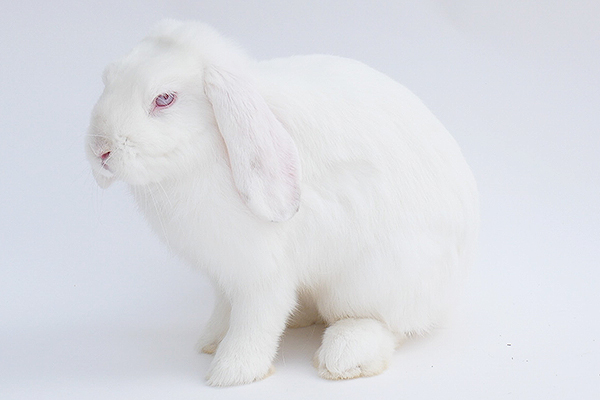 ホーランドロップイヤーラビット | アニマルプロ株式会社