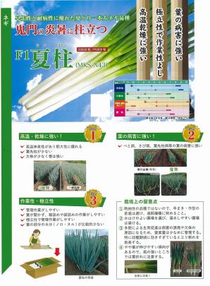 ネギ】一本太ネギ F1 夏柱〔0527ヴィルモランみかど〕 | 野菜・草花の