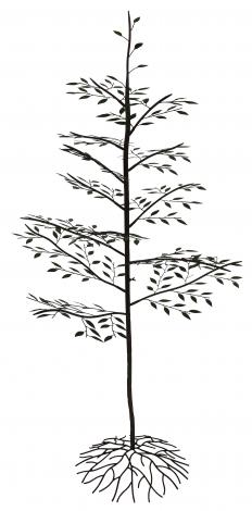 アイアンツリー（大）｜ガーデン｜株式会社 東洋石創