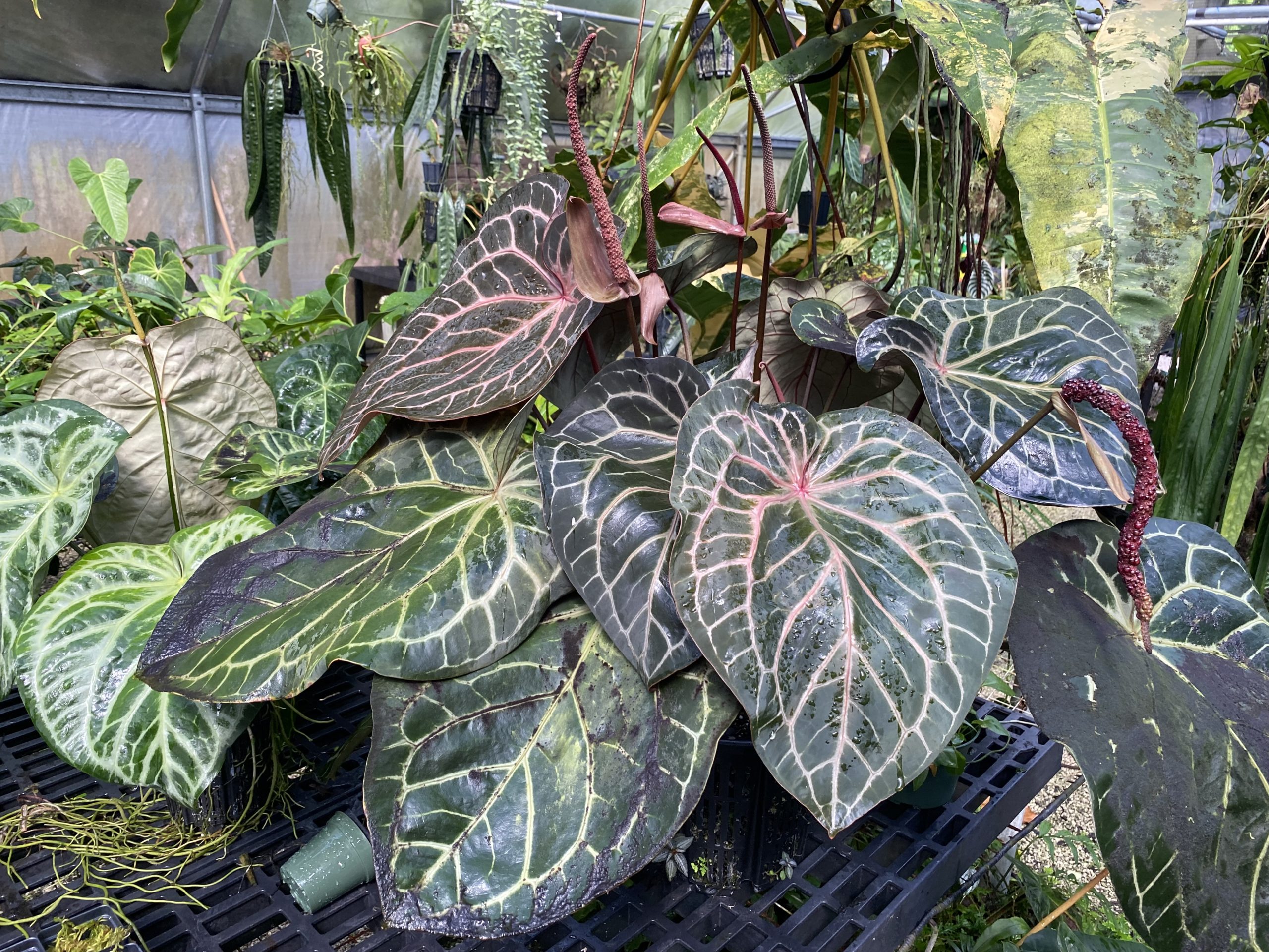 アンスリウム レッドクリスタリナムの育て方・購入方法と注意点と種