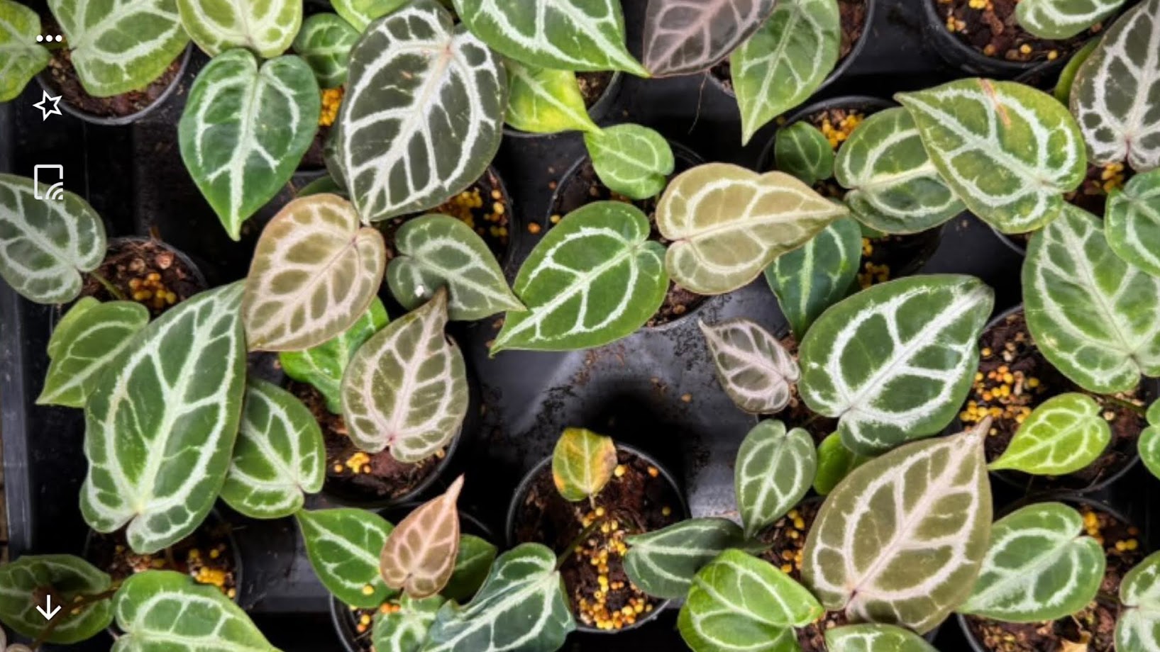 アンスリウム KOS x RedCrystalinumの育て方と購入方法と管理の注意点