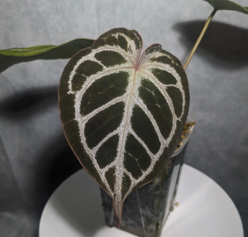 アンスリウム レッドタイガーの紹介と育て方、購入方法を解説