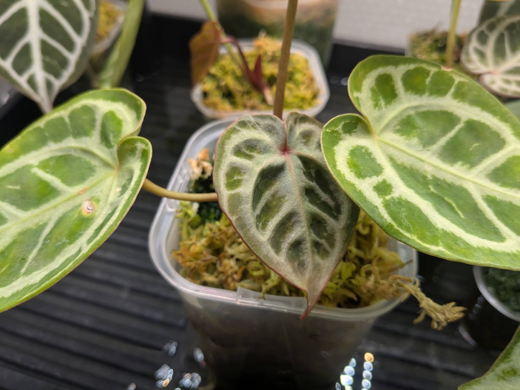 アンスリウム KOS x RedCrystalinumの育て方と購入方法と管理の注意点