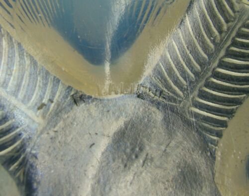 ルネ ラリック コキーユ 13cm ボウル 貝 クリスタルガラス サイン