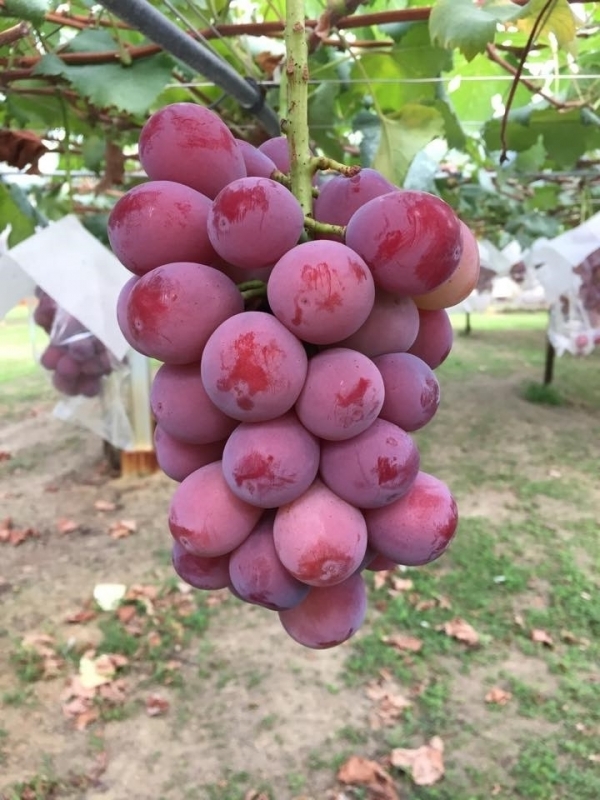 紫玉｜商品のご紹介｜浅桑園