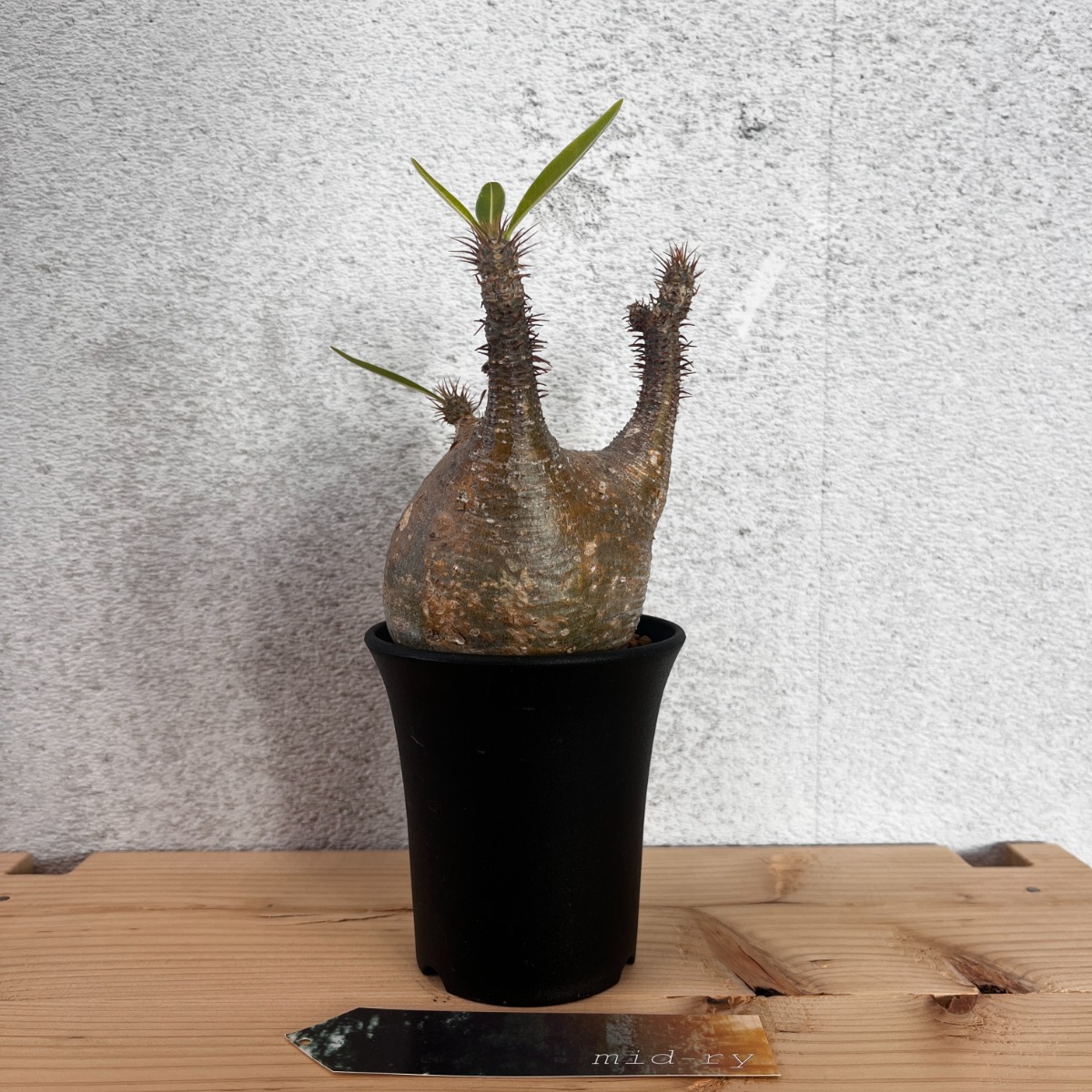 良型 手乗りサイズ パキポディウムグラキリス 発根済み 現地球