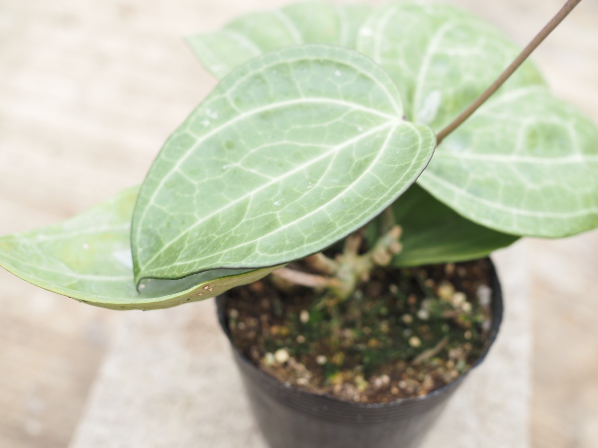 ホヤ・ラティフォリアサワラック_4号吊り鉢 | SHELF