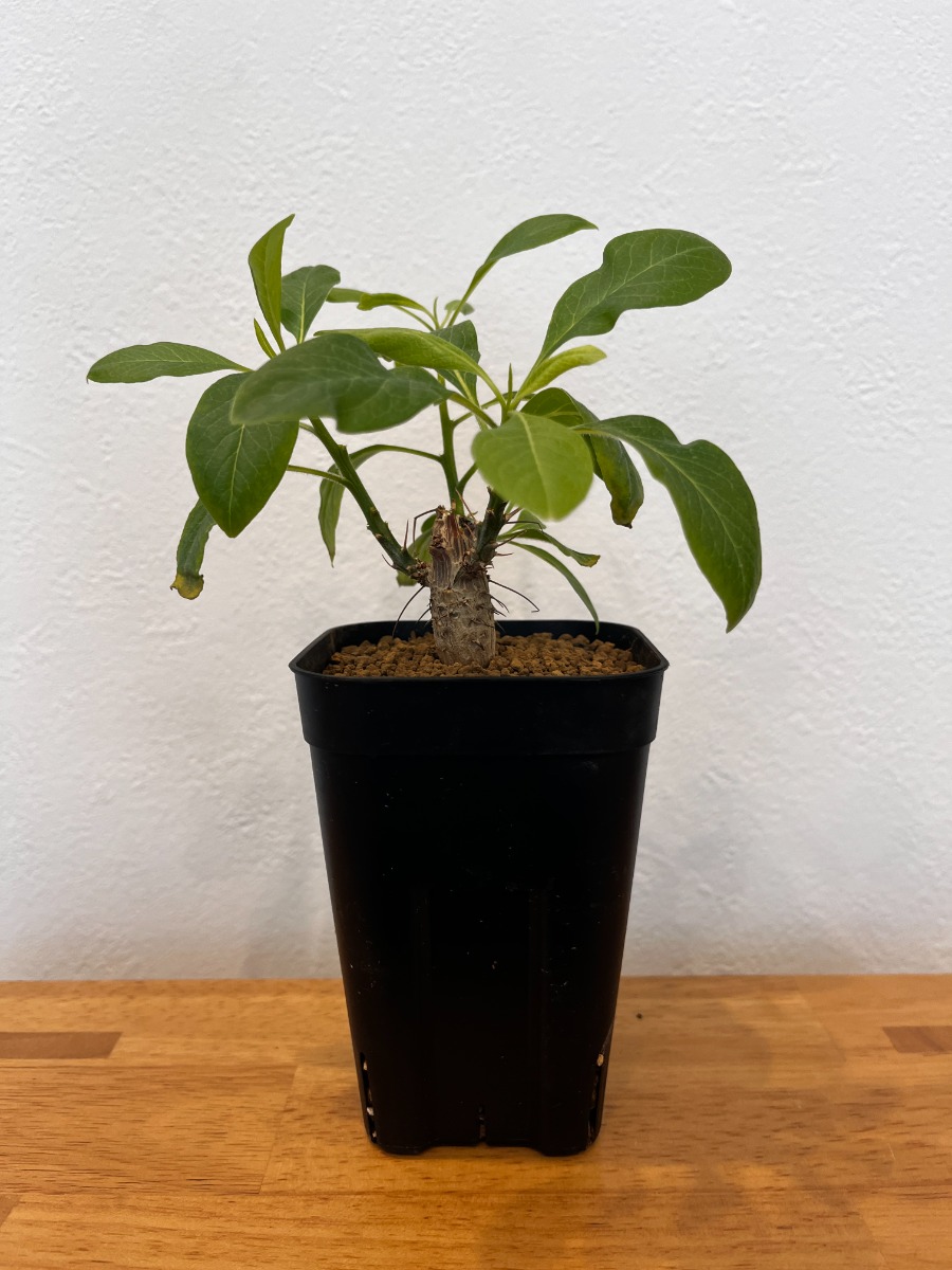 フォークイエリア・ファシクラータ（実生）_05 | SHELF