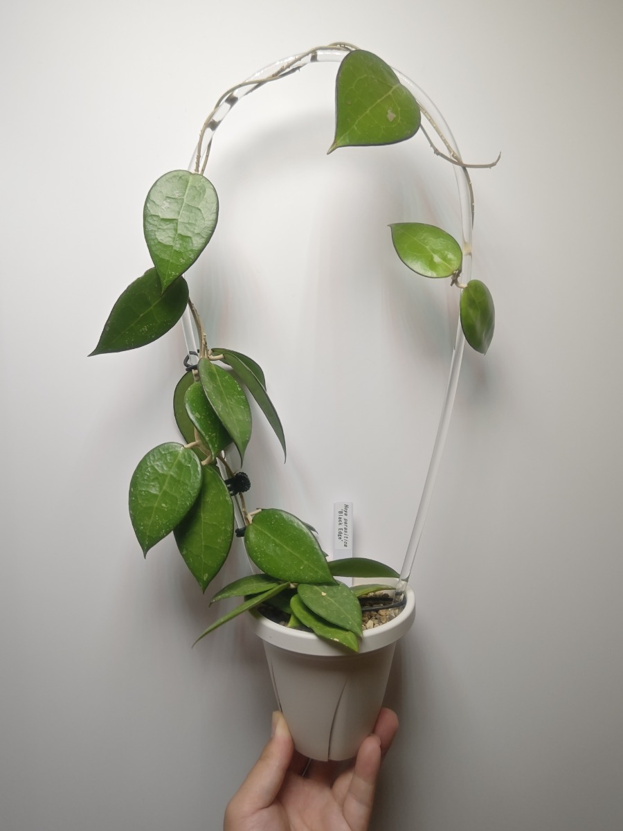 ホヤ・ウンデュラータ_3.5号 | SHELF