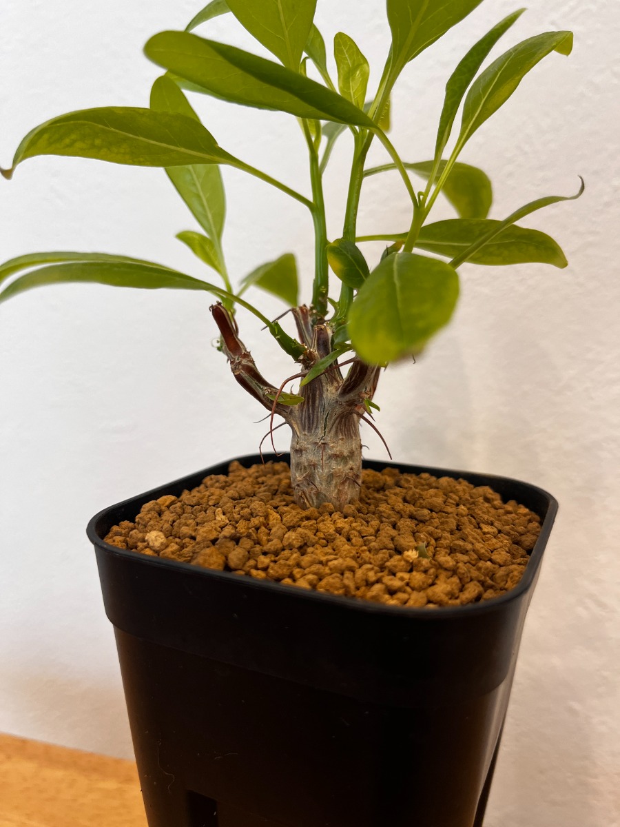 フォークイエリア・ファシクラータ_02 | SHELF