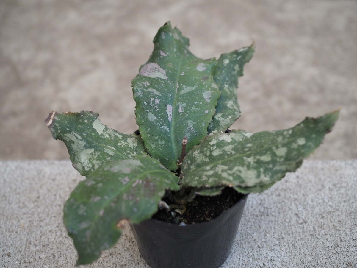 ホヤ・ウンデュラータ_3.5号 | SHELF