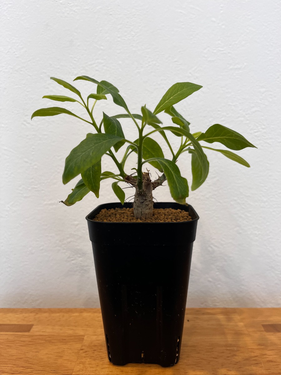 フォークイエリア・ファシクラータ（実生）_05 | SHELF