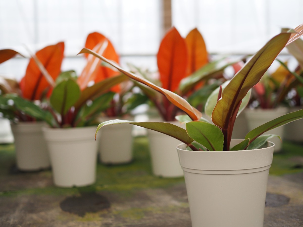 希少サイズ】フィロデンドロン・プリンスオブオレンジ | SHELF