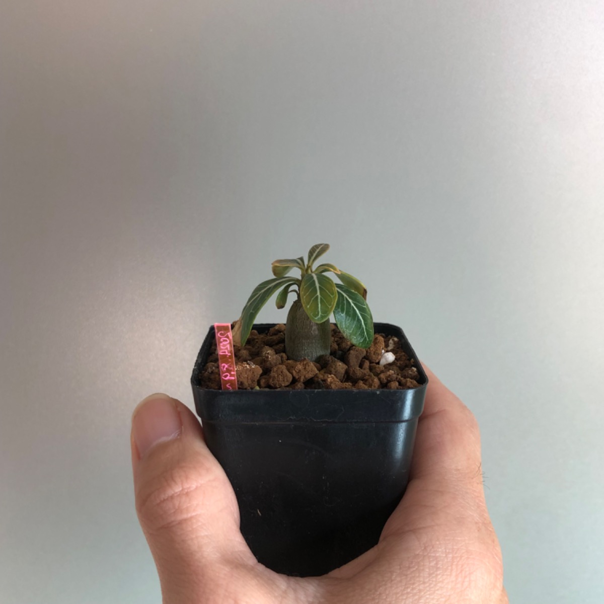 商談中】アデニウム ソコトラナム‼︎‼︎(鉢付) | SHELF