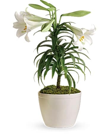 Easter Lily Plant in Lowell MA - Wood Bros Florist