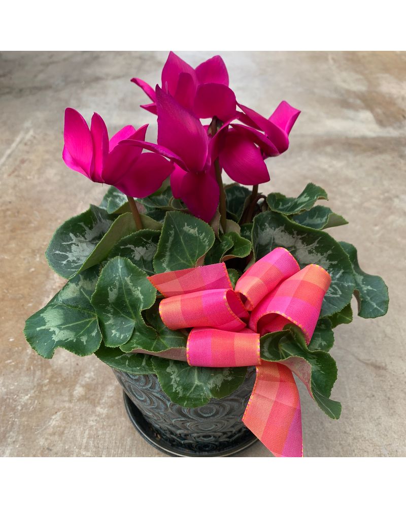Cyclamen Dressed in Rochester NY - Genrich's Florist & Greenhouse