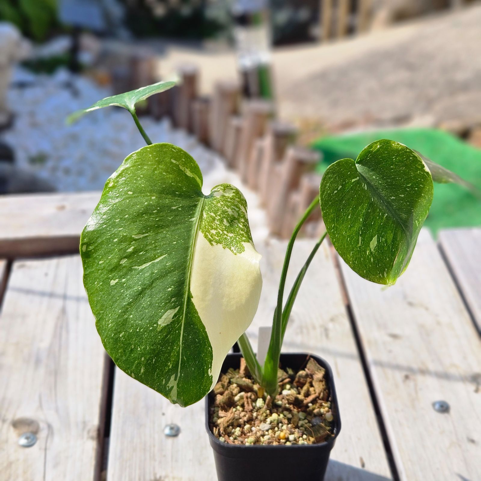 た*き様 今回は送料込み モンステラ斑入り（イエローモンスター