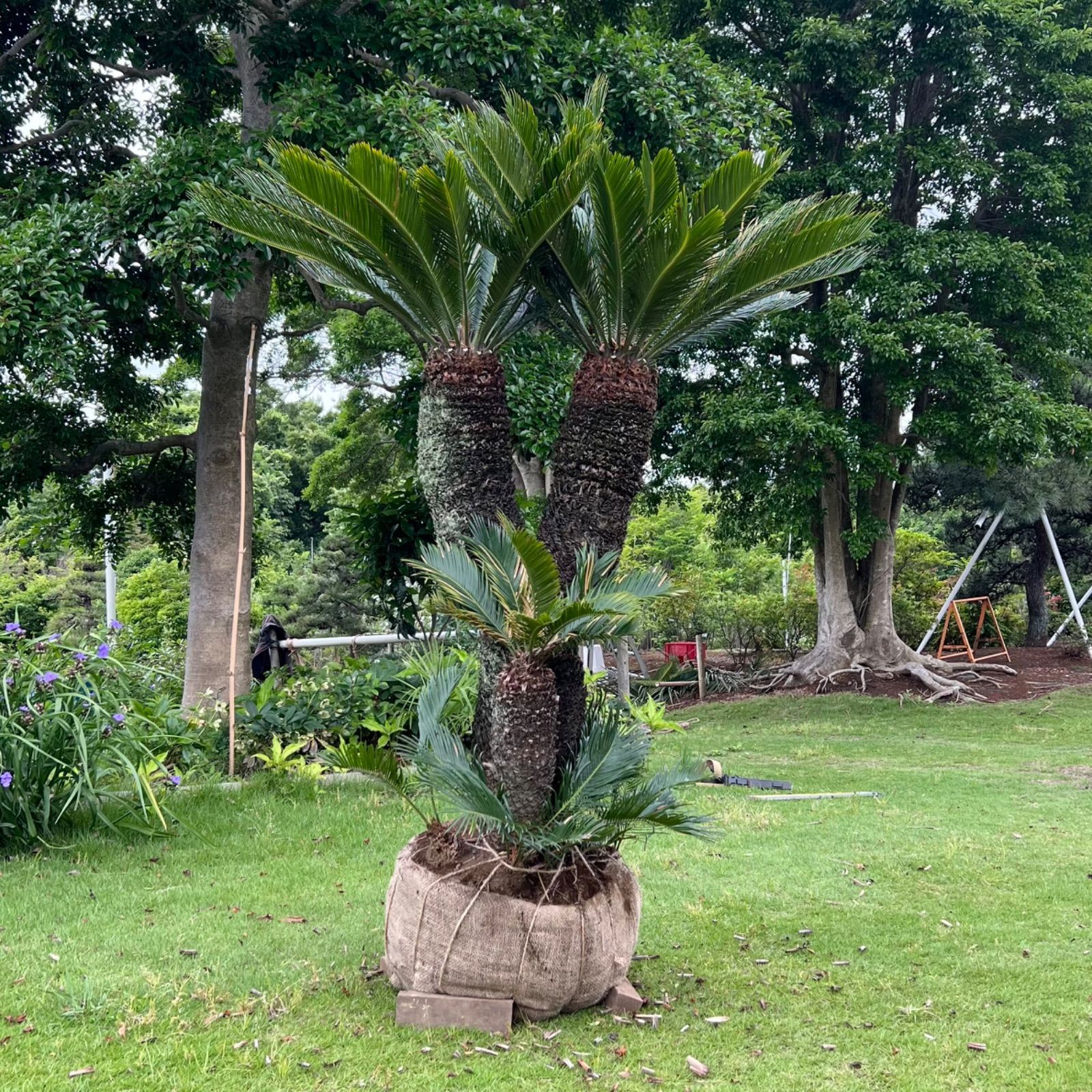 ダブルヘッド】ソテツ - メルカリ