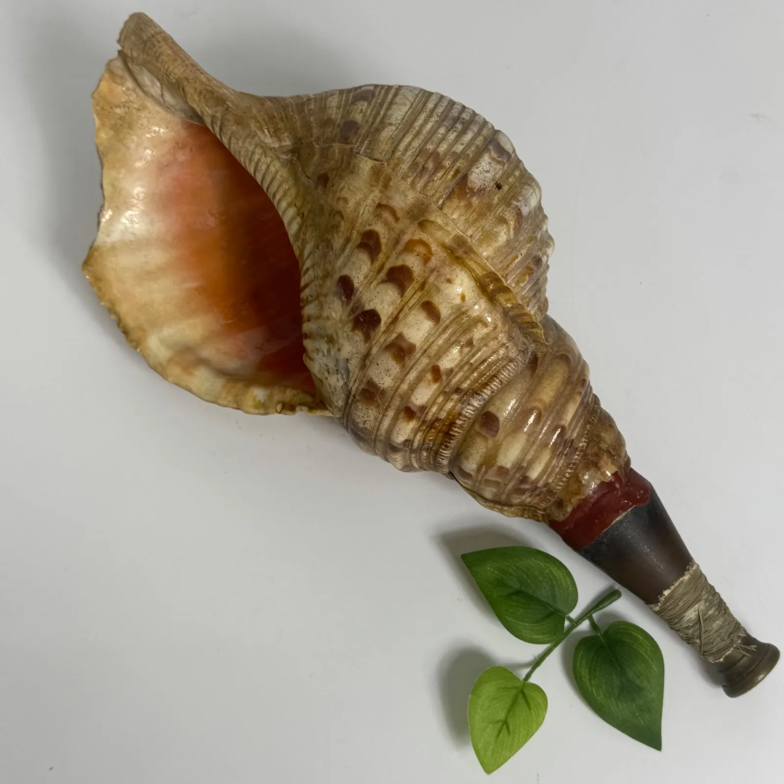 2026年最新】沖縄の法螺貝 ほら貝の人気アイテム - メルカリ