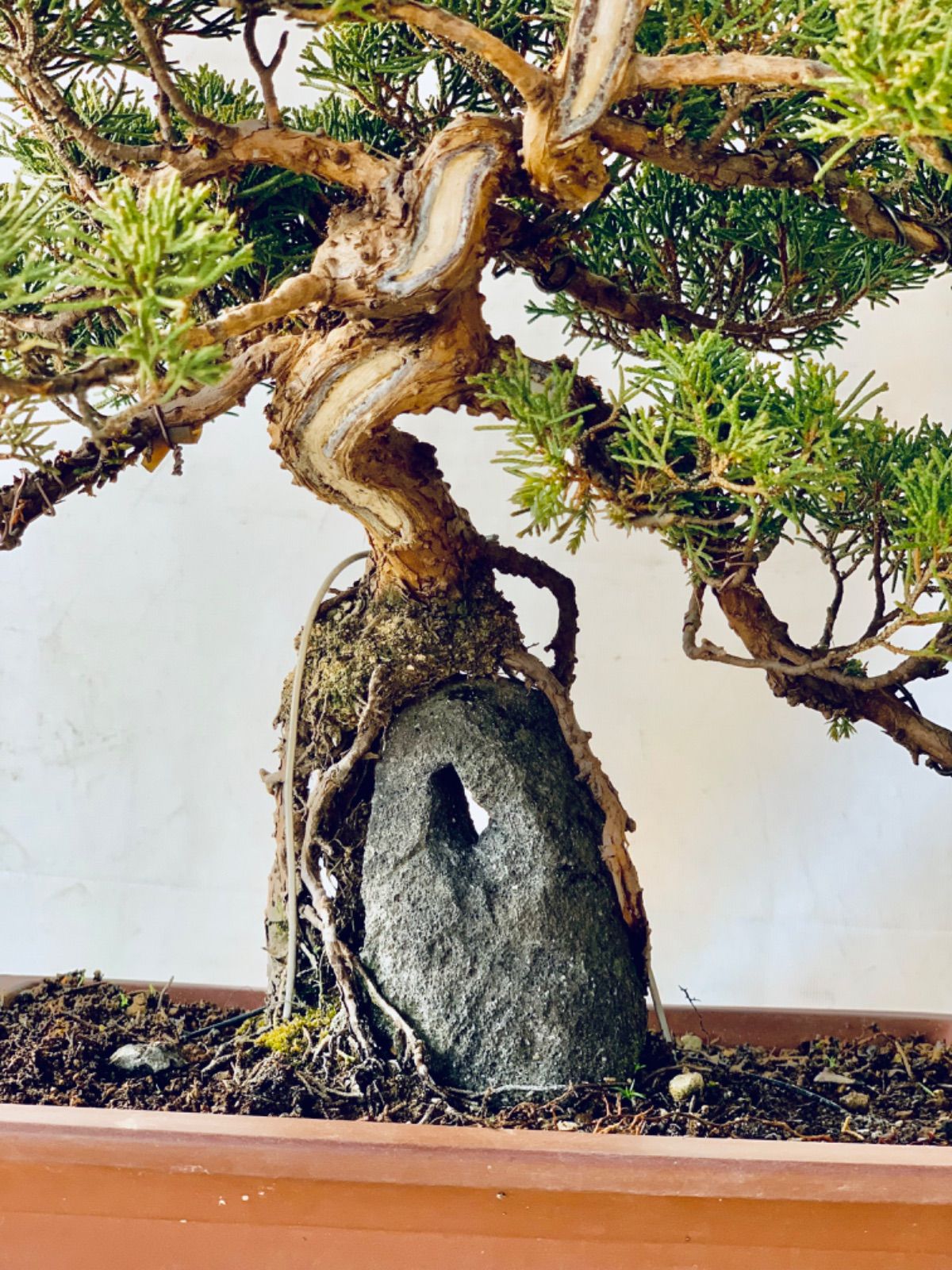 真柏 根上がり 石付き 小品盆栽 しんぱく ねあがり いしつき - メルカリ