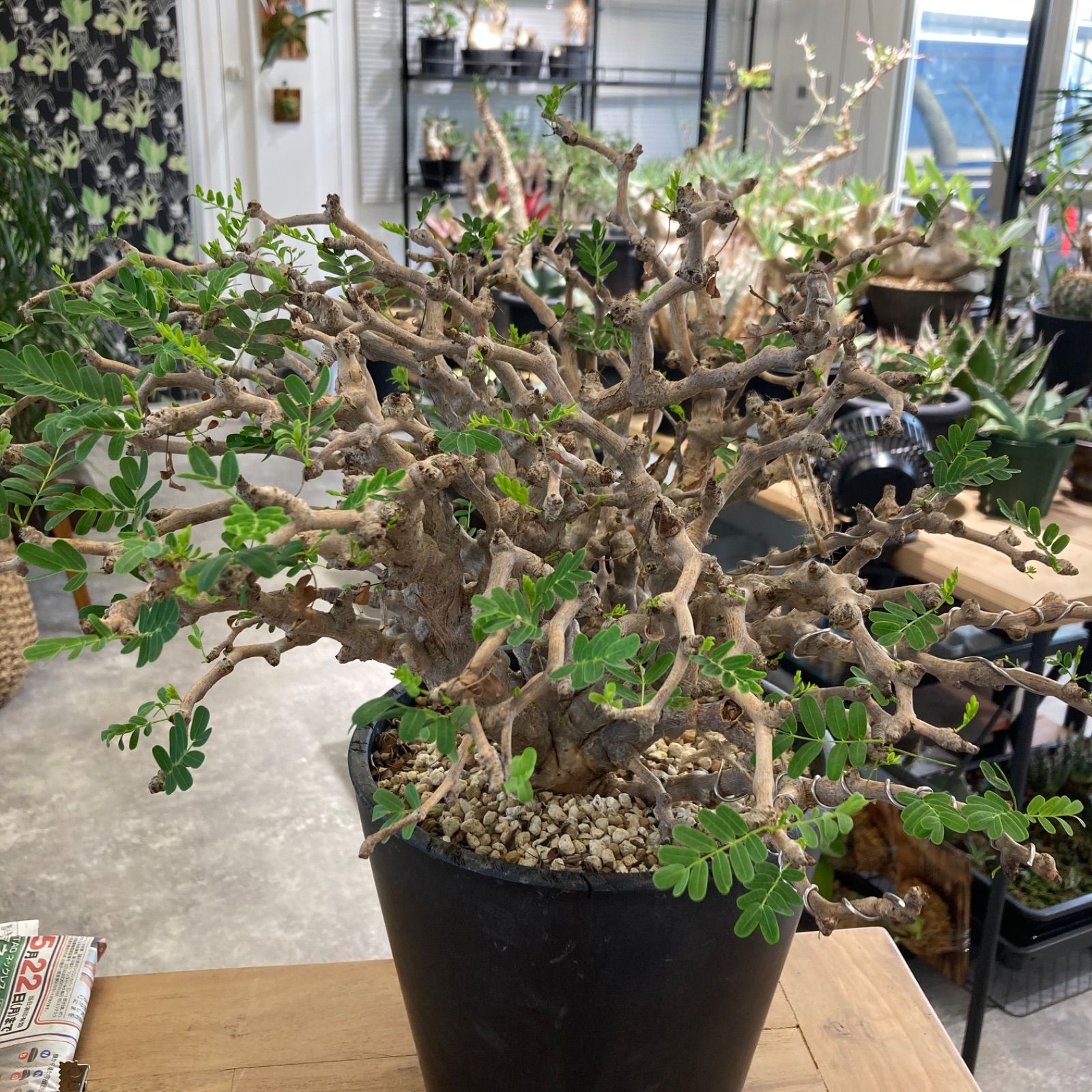 137 センナ メリディオナリス（現地球 発根済み） - メルカリ