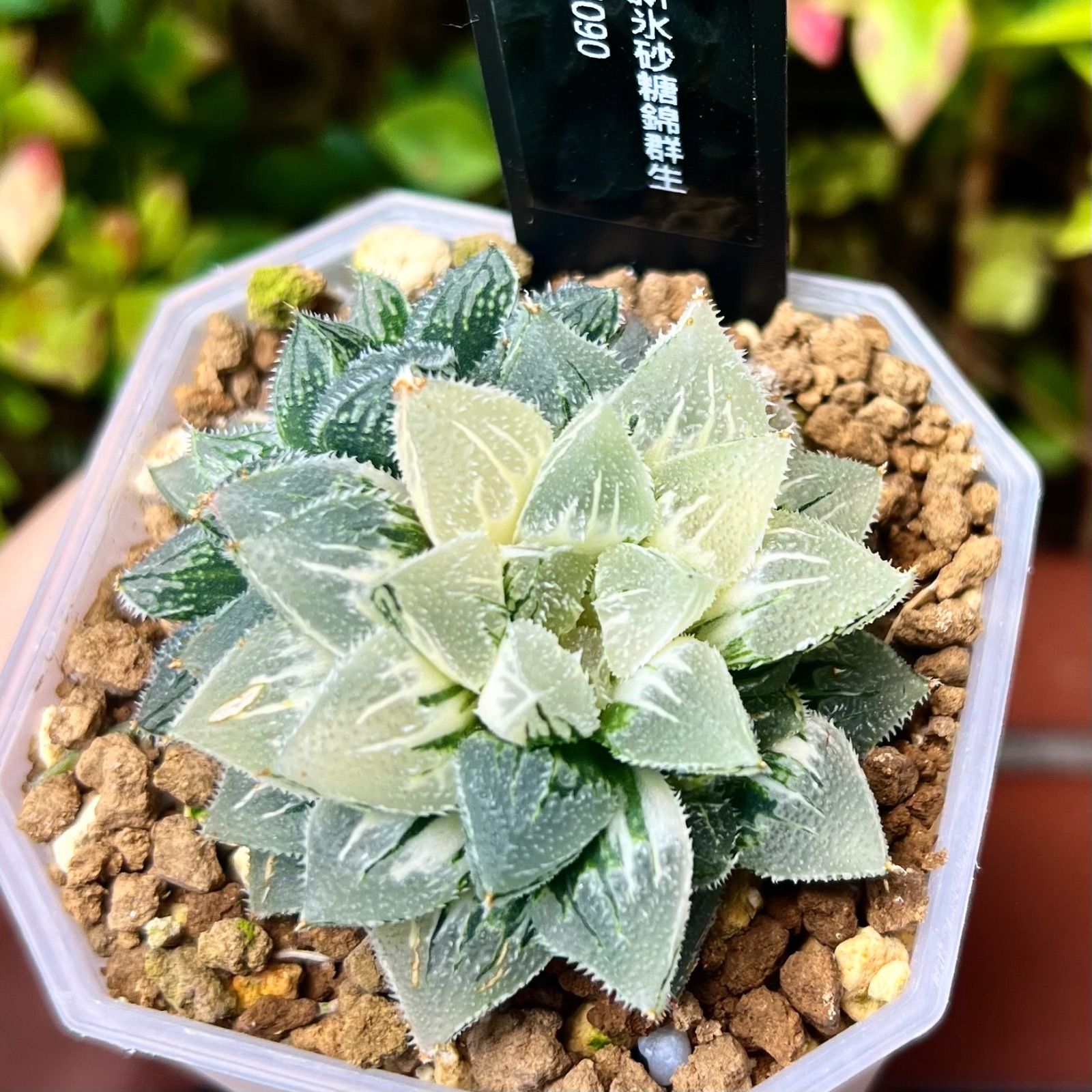 新氷砂糖錦群生 H1090 ハオルチア - メルカリ