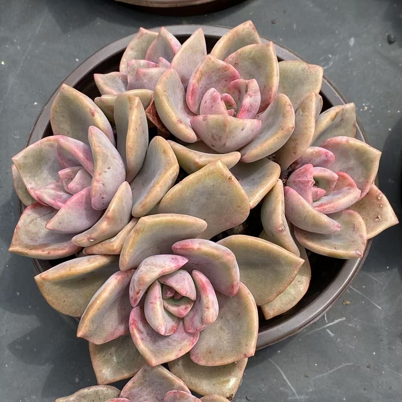 多肉植物 摘芯株 ブルーメタル錦 抜き苗 多肉植物 摘芯株 ブルーメタル