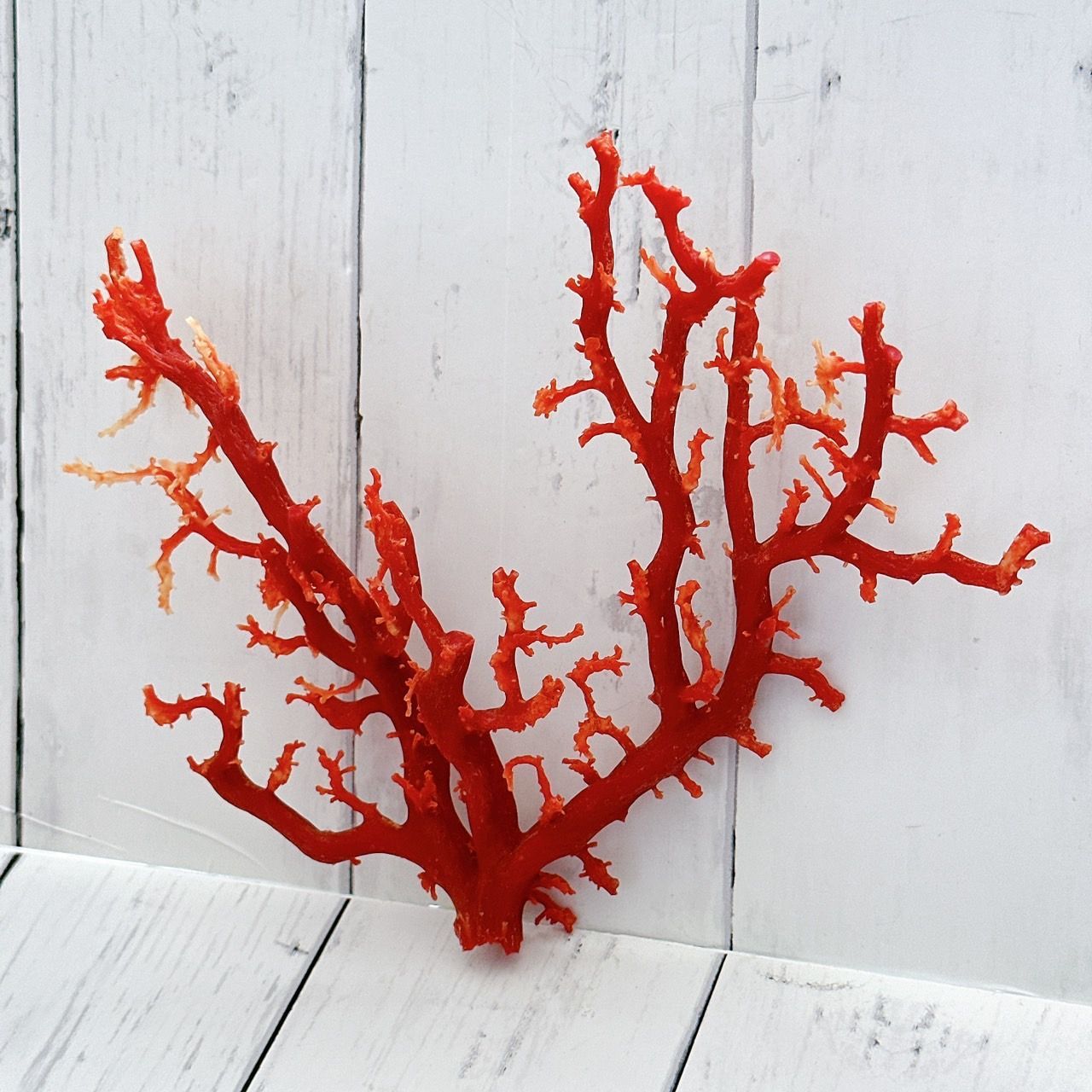 高知県産】希少☆天然 血赤珊瑚 原木 サンゴ 重さ93.5g コーラル