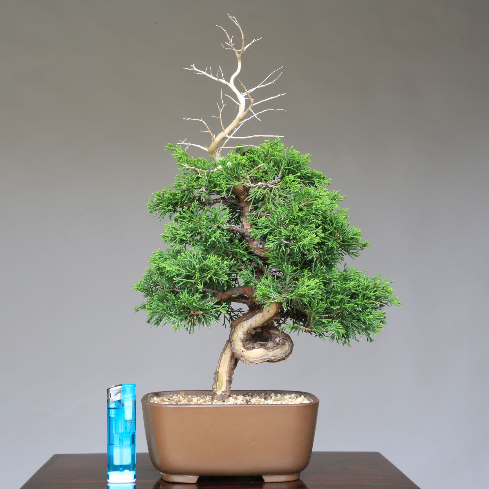 糸魚川真柏（捻転幹・ジン・シャリ）小品盆栽 【泰寿園 Online】現品