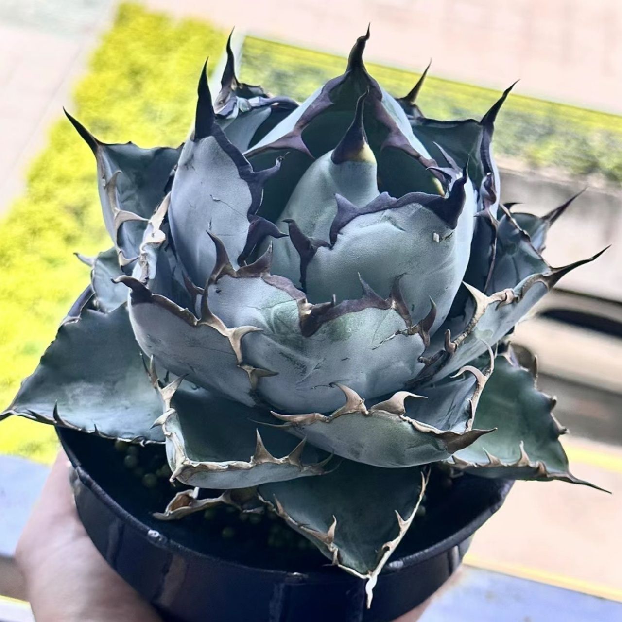 YK2 中株アガベ チタノタ ブラックアンドブルー 'Black&Blue ' BB藍鯨