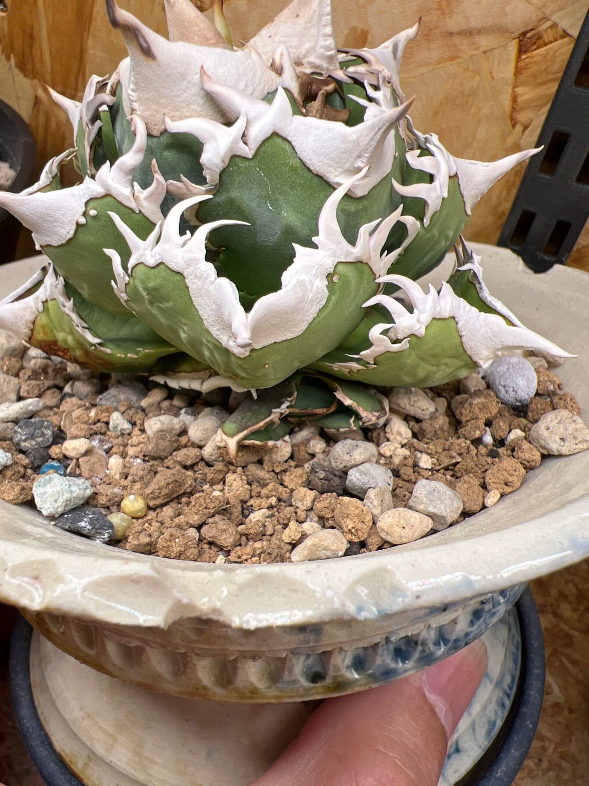 アガベ 大白鯊（ホホジロザメ）（lize血統） - メルカリ