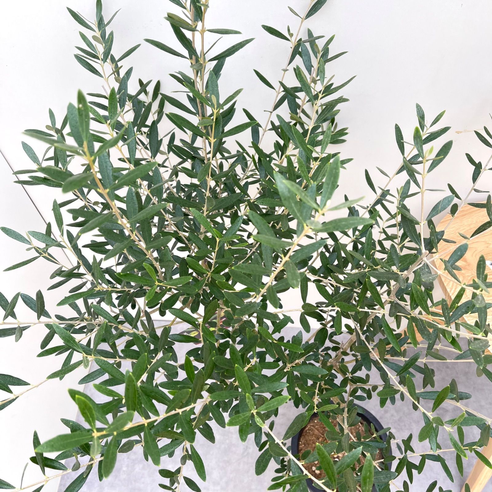 オリーブ ネバディロブランコ 19【現品】観葉植物 創樹 SOUJU 7号