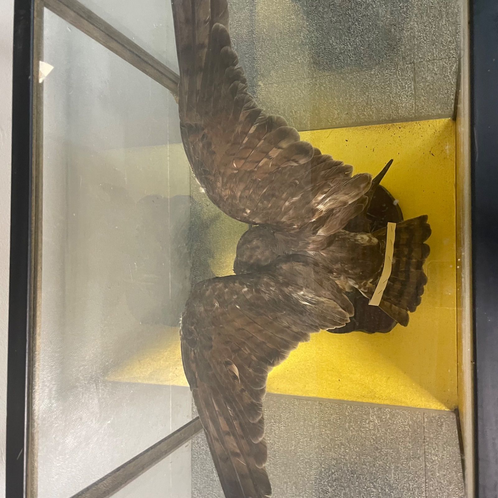 ♭ 鷹 剥製 ガラスケース付き オブジェ - メルカリ