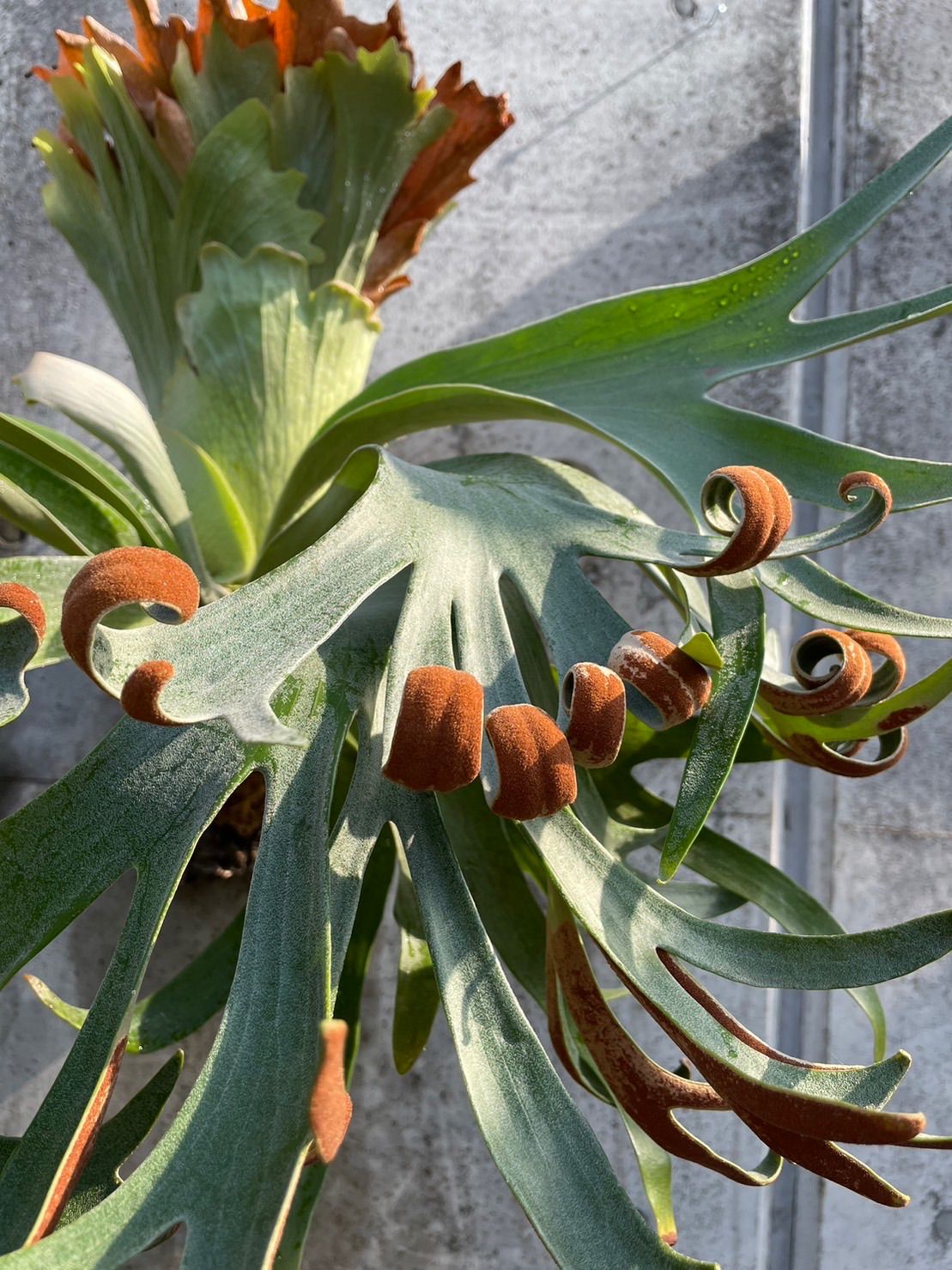 ビカクシダ パトラガーデン＃1 (P. patra garden#1) | calmplantsの