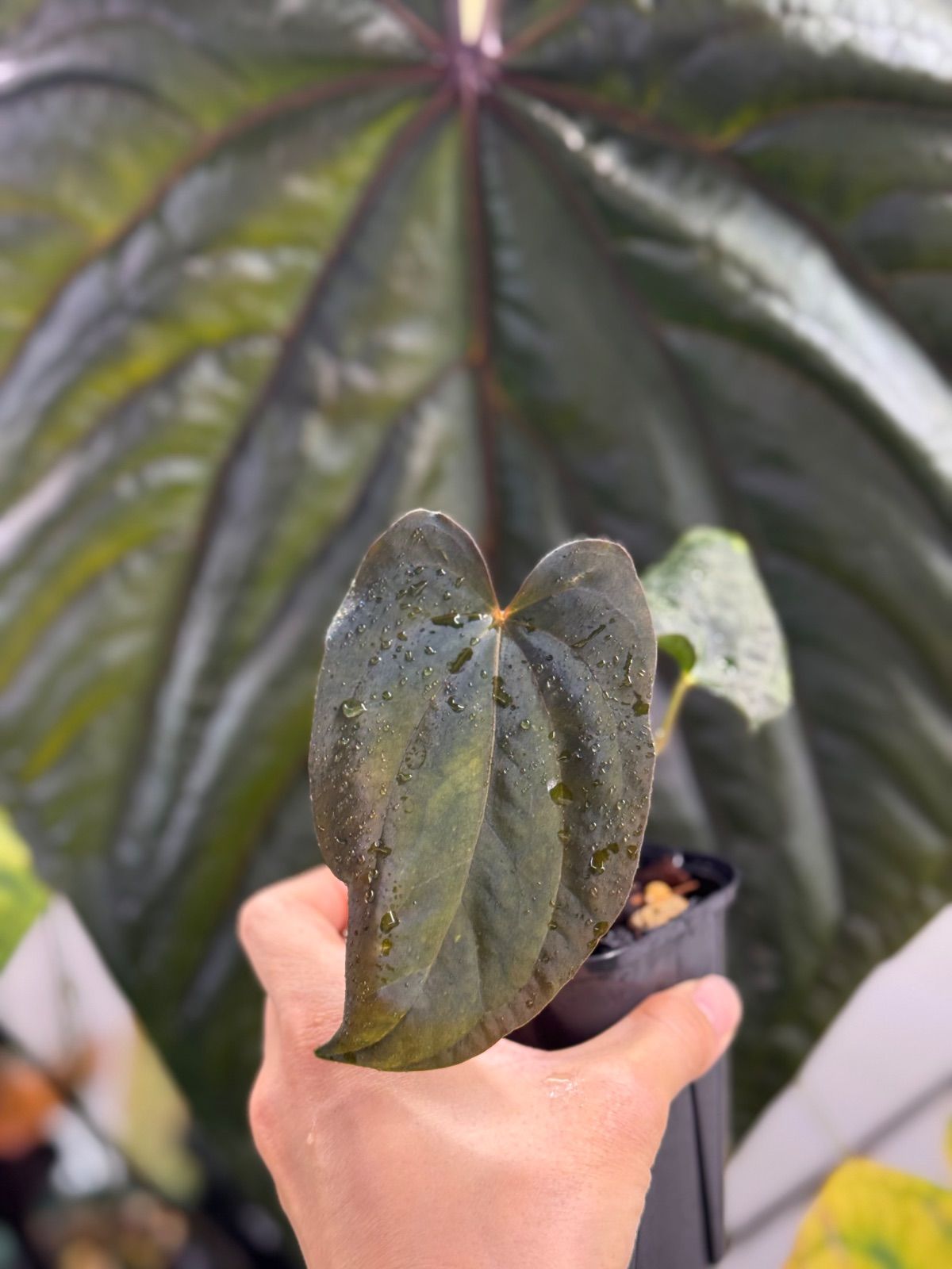 Anthuroom】Anthurium antolakii (Scott Cohen) unnumbered self