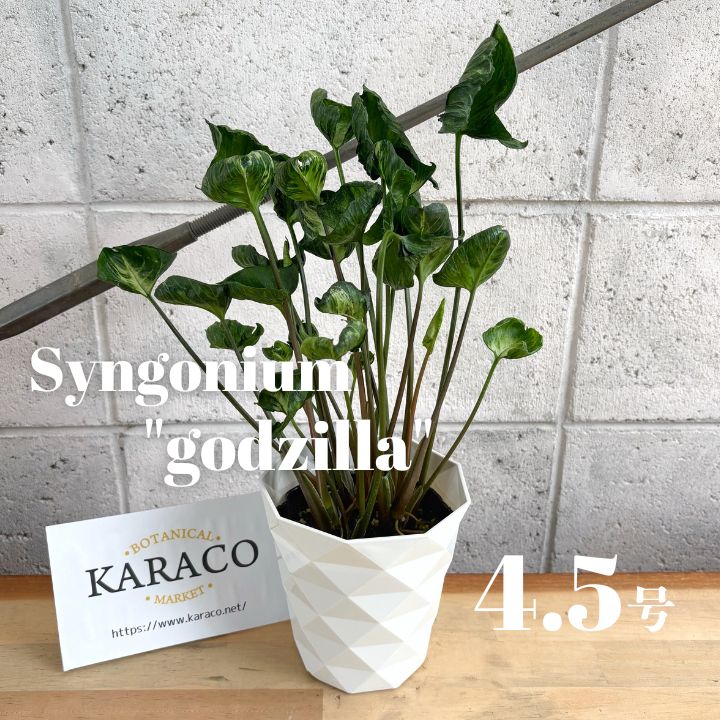 個性派】新品種 シンゴニウム ゴジラ 縮れ葉 4.5号 プラ鉢 投げ込み