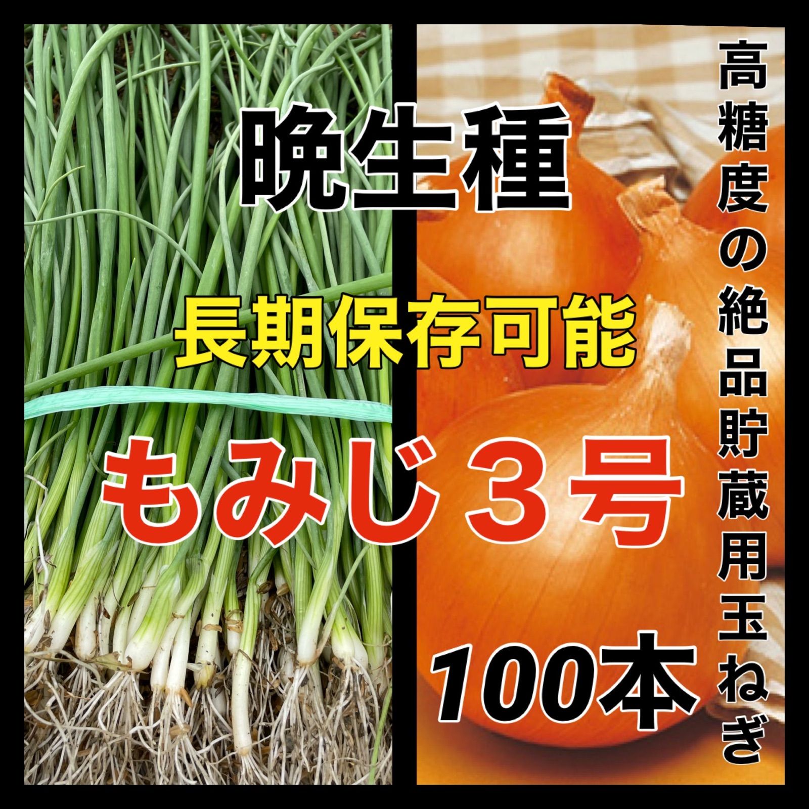 晩生種‼️もみじ3号100本‼️作りやすく高糖度で長期保存可能な品種