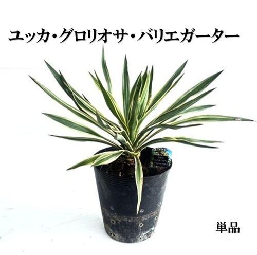 単 品 】ユッカ グロリオサ バリエガータ樹高0.3m前後21cmポット