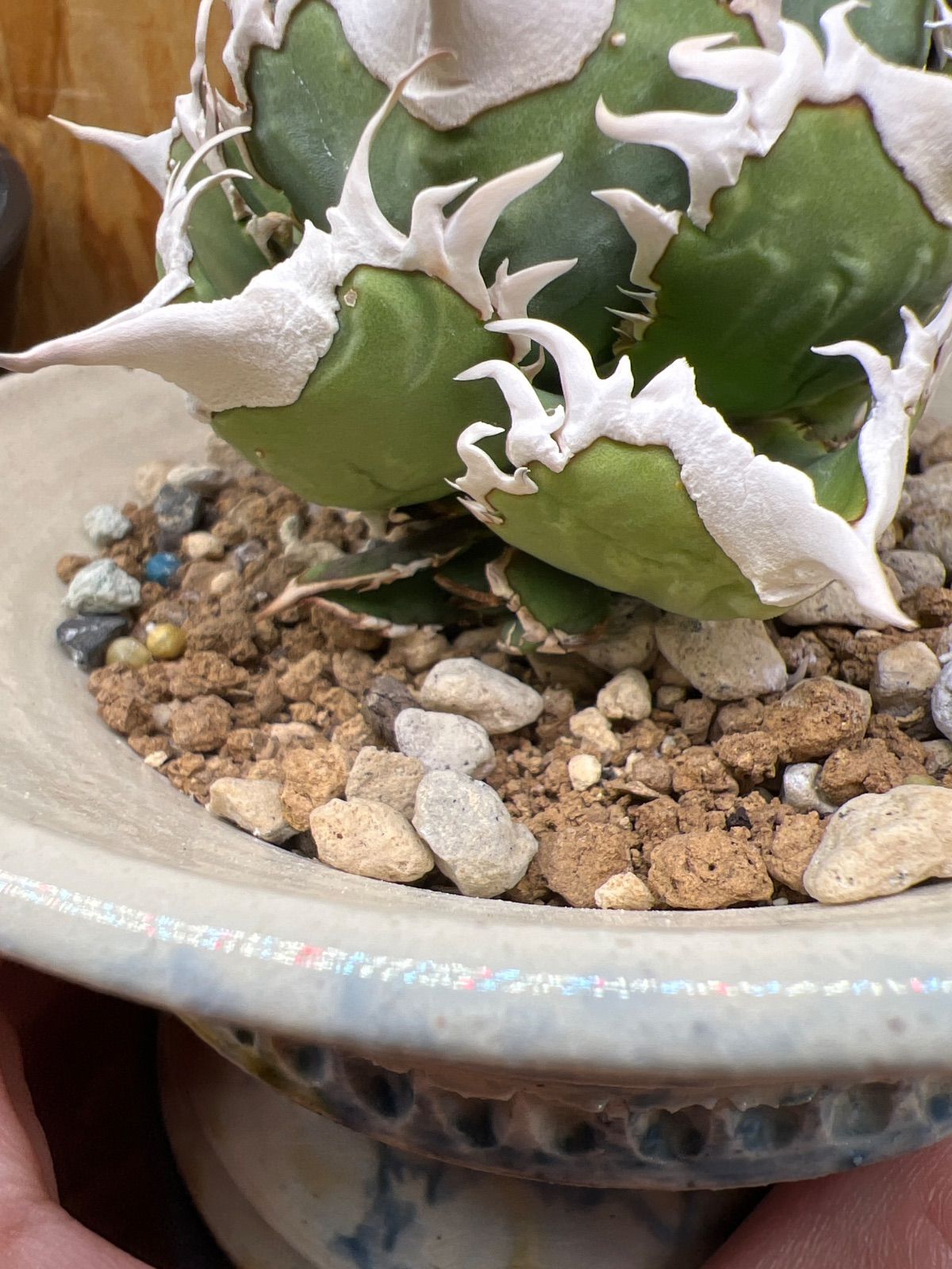 アガベ 大白鯊（ホホジロザメ）（lize血統） - メルカリ