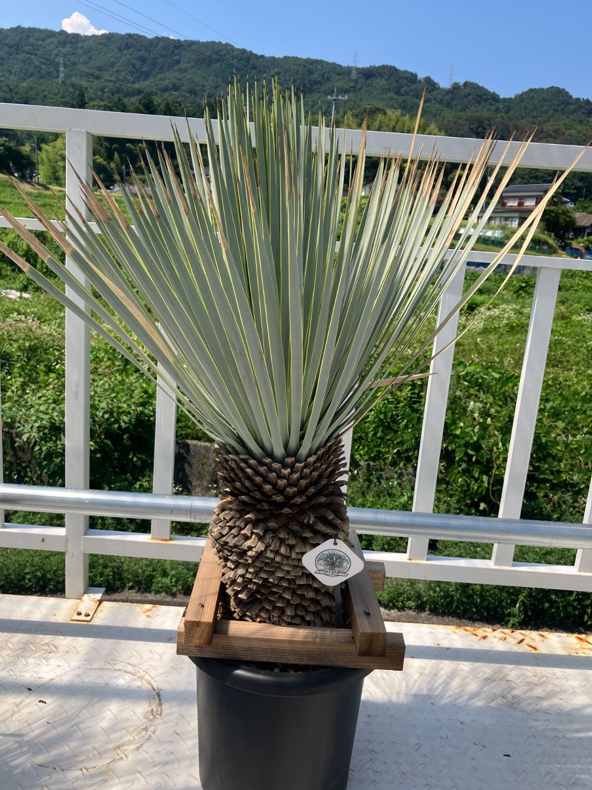 ユッカ マルデヌベス ロストラータ 太株 - メルカリ