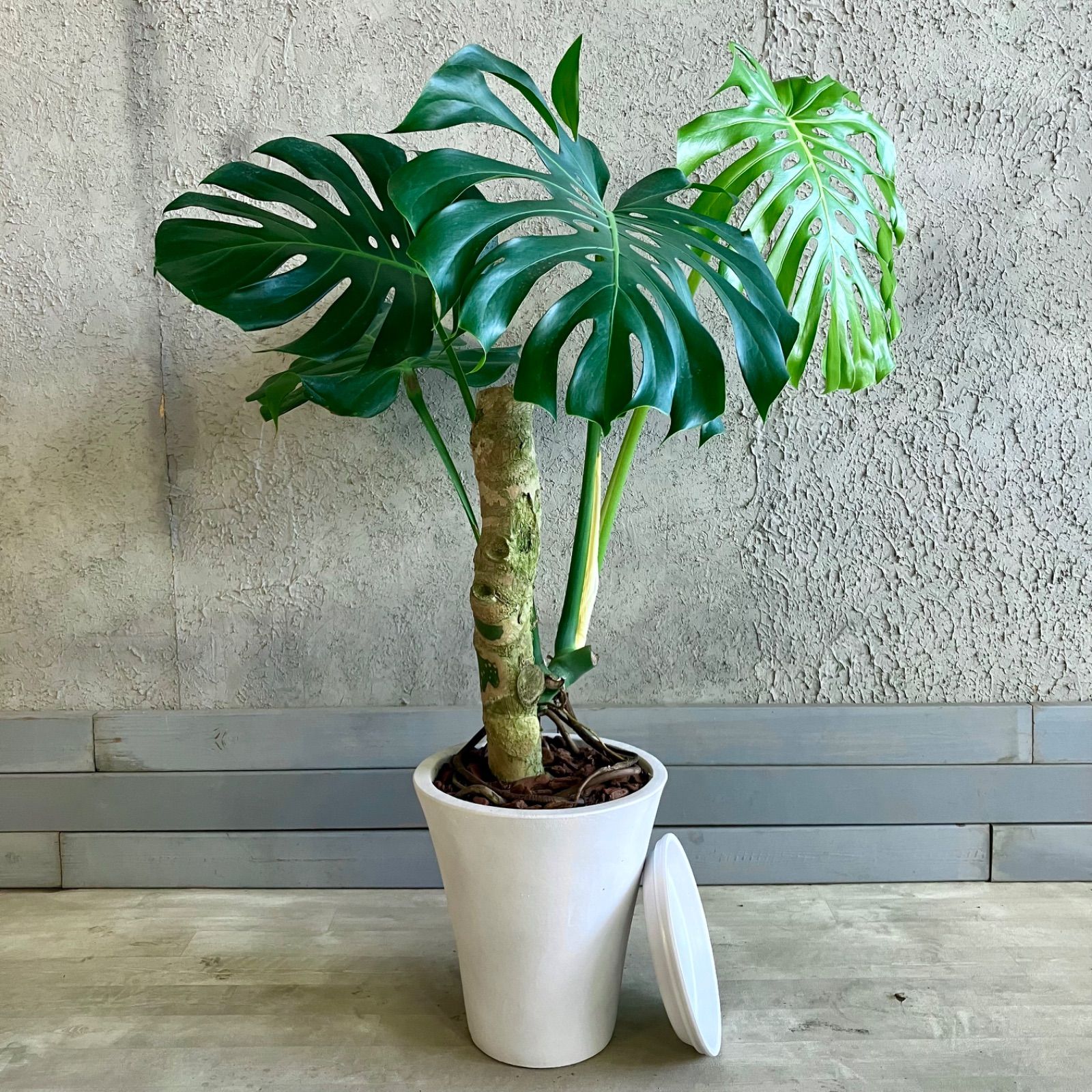 大型 幹極太 根上がり モンステラ デリシオーサ 9号 テラコッタ鉢植え