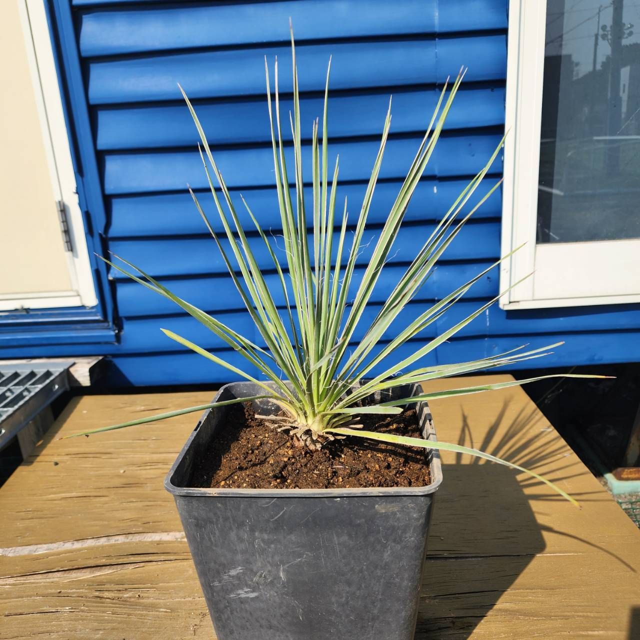 鉢ごと発送】ユッカ グラウカ Yucca glauca 2025.6.29yg1 - メルカリ