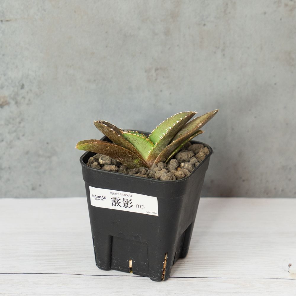 アガベ チタノタ 霰影01 (あられかげ) スタッズ ブツブツ系 agave