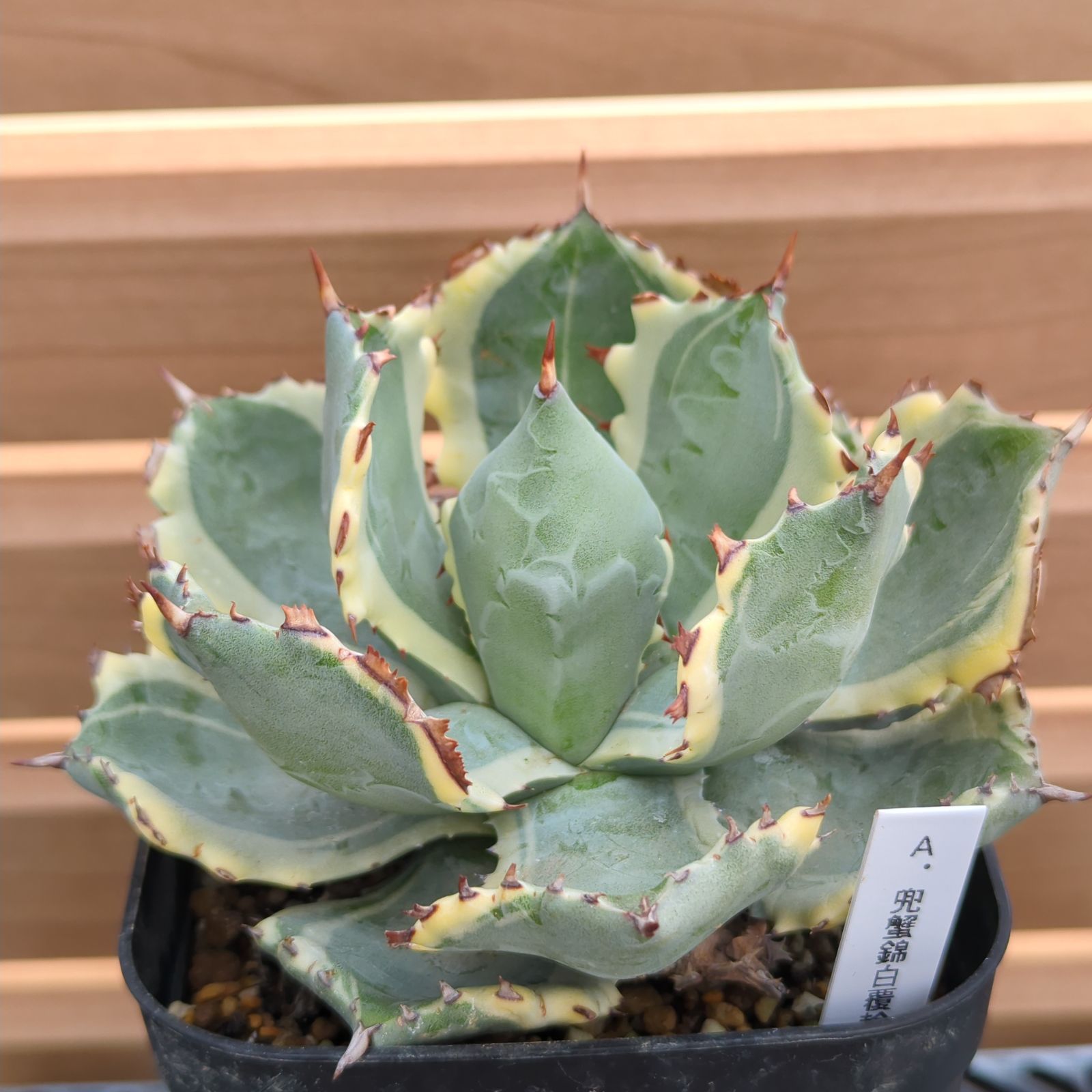 アガベ 兜蟹錦 白覆輪 Agave isthmensis - メルカリ