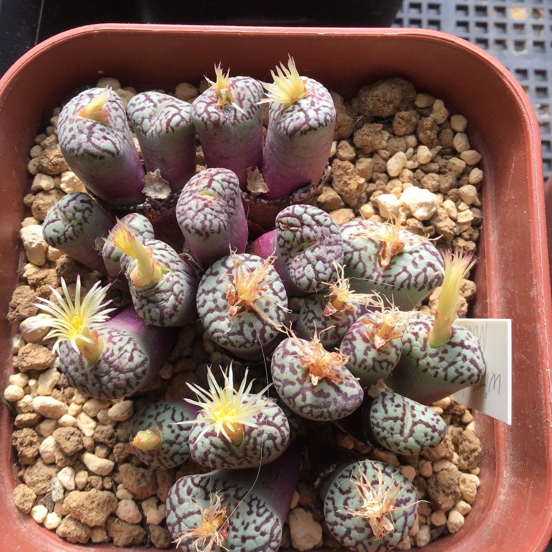 種子30粒 コノフィツム ウィッテベルゲンセ - メルカリ